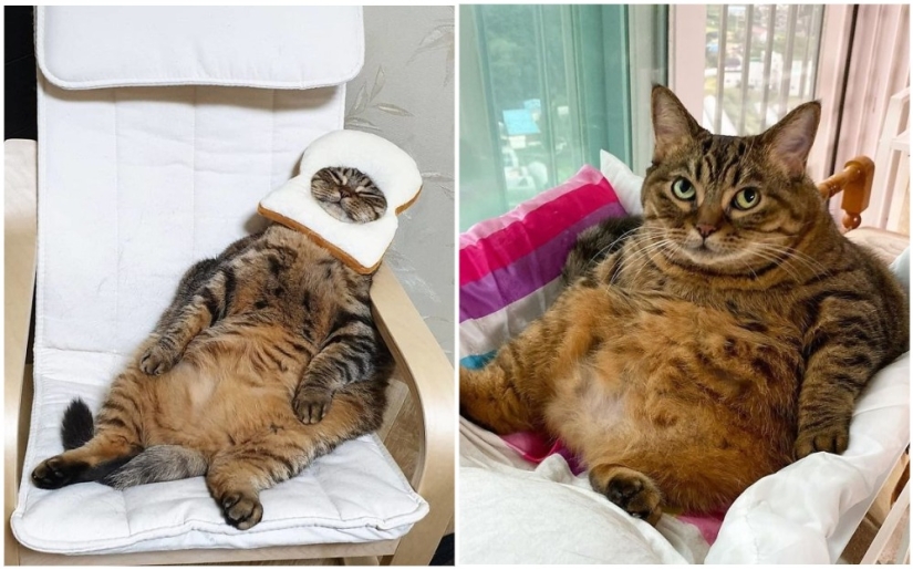 Meet Mango — the most charismatic cat of the Network!