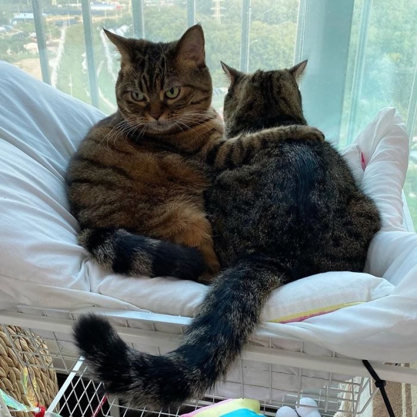 Meet Mango — the most charismatic cat of the Network!