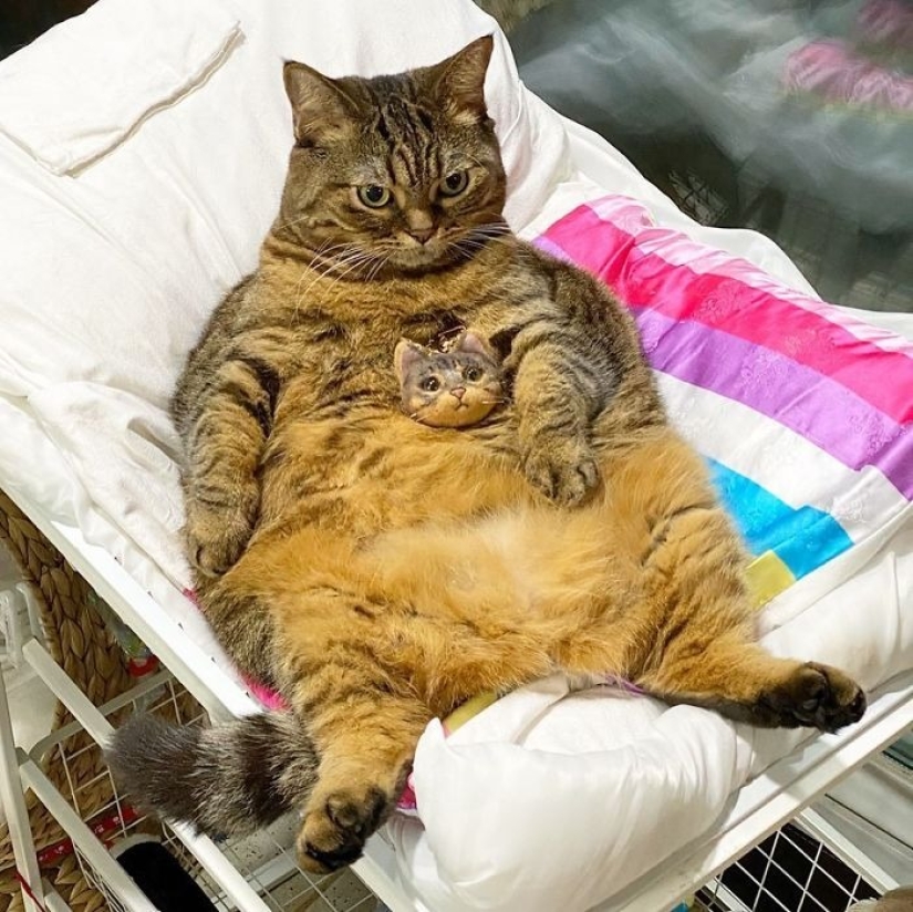 Meet Mango — the most charismatic cat of the Network!