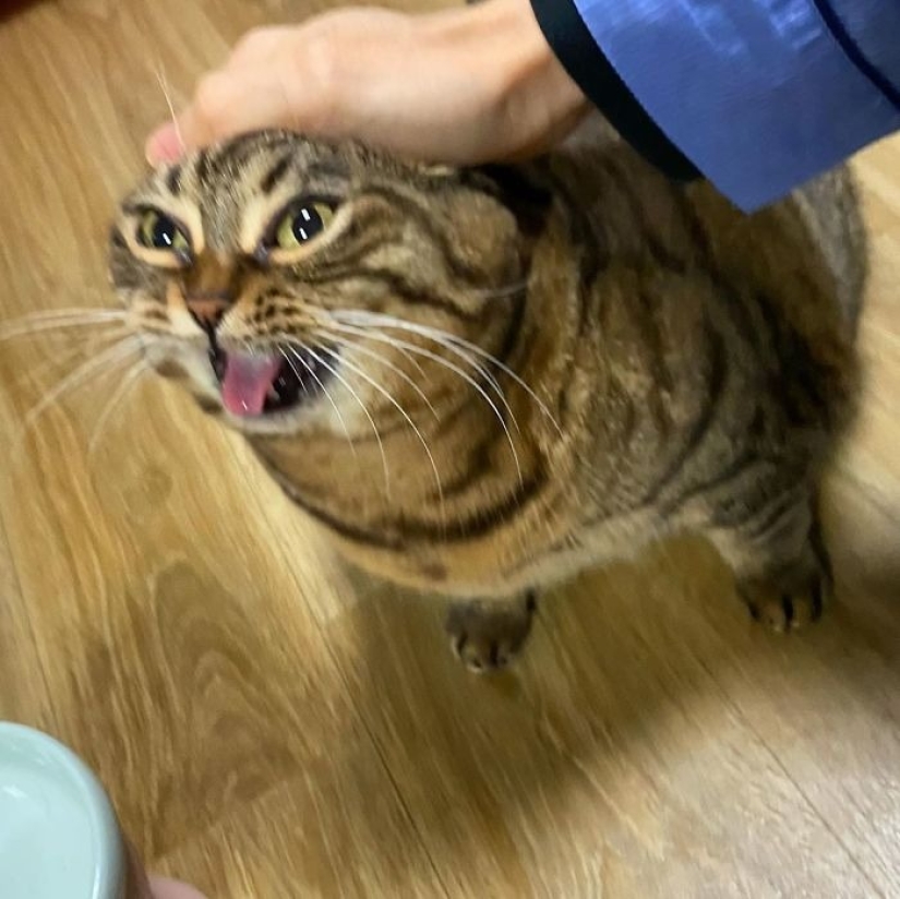 Meet Mango — the most charismatic cat of the Network!