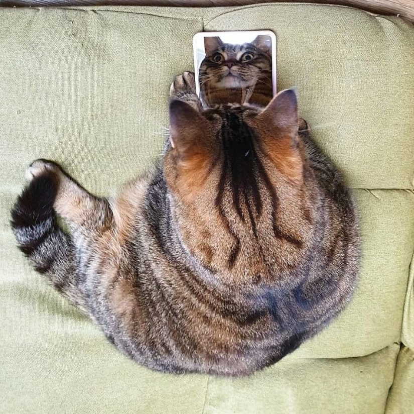 Meet Mango — the most charismatic cat of the Network!