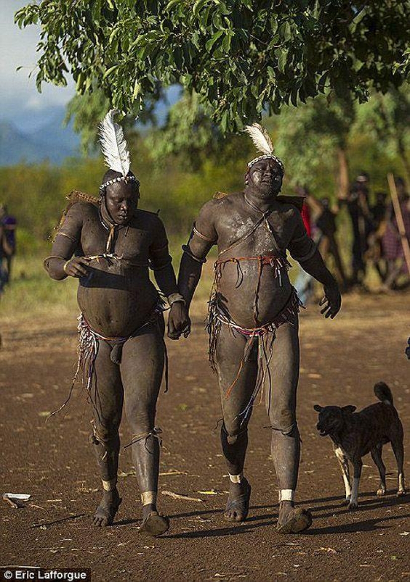 Men of the Ethiopian tribe drink blood with milk to get the title of the fattest inhabitant of the village