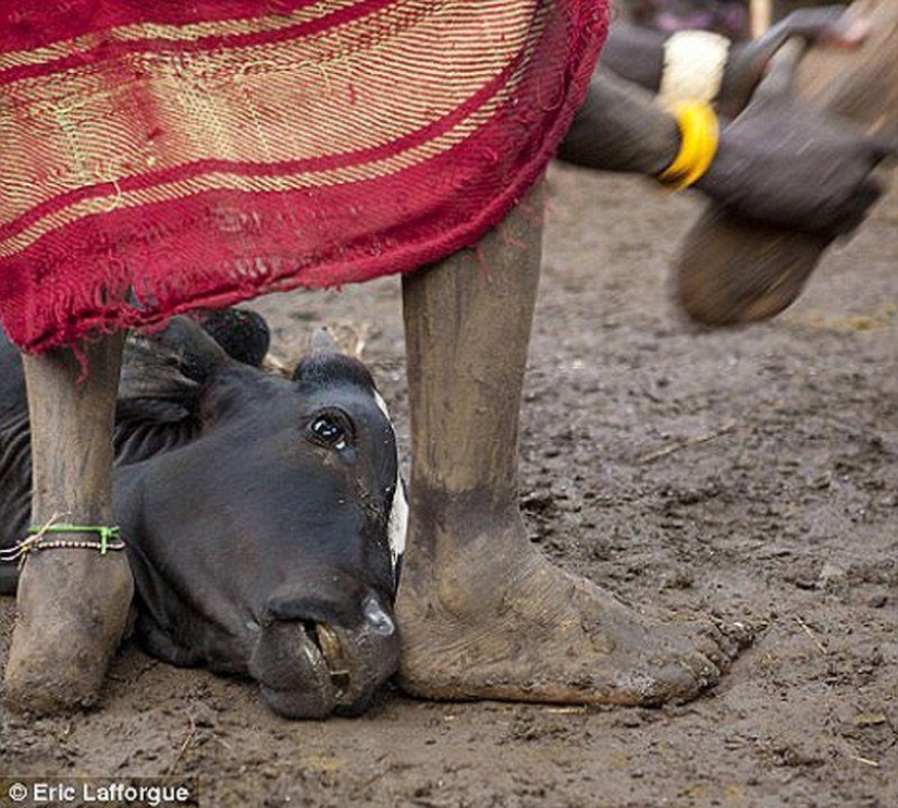 Men of the Ethiopian tribe drink blood with milk to get the title of the fattest inhabitant of the village