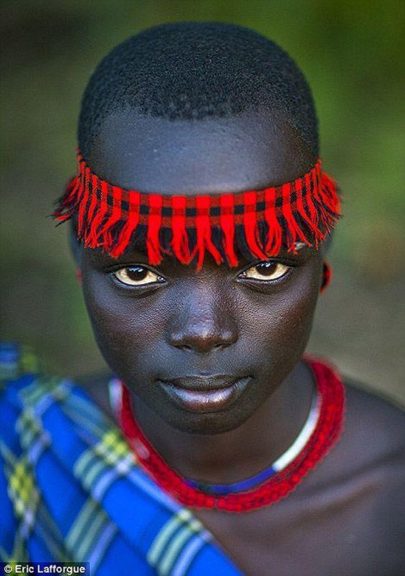 Men of the Ethiopian tribe drink blood with milk to get the title of the fattest inhabitant of the village