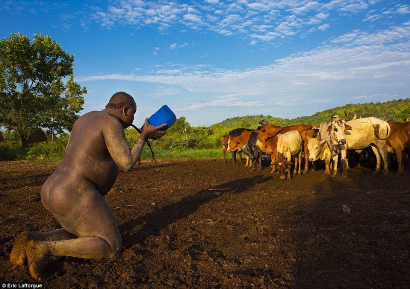 Men of the Ethiopian tribe drink blood with milk to get the title of the fattest inhabitant of the village