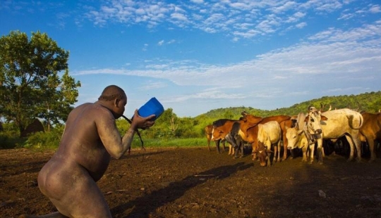 Men of the Ethiopian tribe drink blood with milk to get the title of the fattest inhabitant of the village