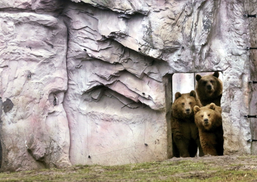 Merry Christmas, Mr. Tiger! How zoo residents opened gifts