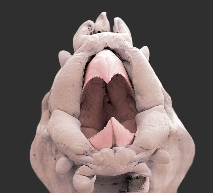 Micro-monsters from the depths of the sea