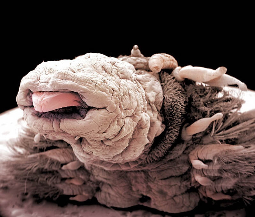 Micro-monsters from the depths of the sea