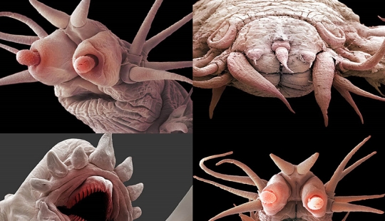 Micro-monsters from the depths of the sea