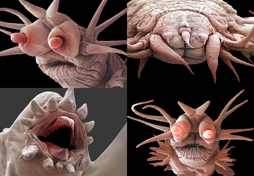 Micro-monstruos de las profundidades del mar