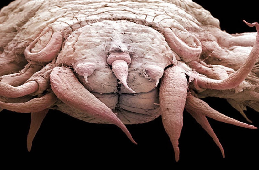 Micro-monstruos de las profundidades del mar