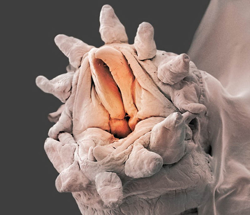 Micro-monstruos de las profundidades del mar