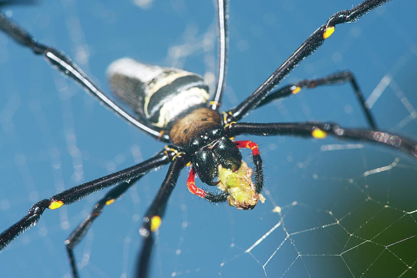 Mientras tanto en Australia blocked una araña gigante bloqueó la entrada al patio
