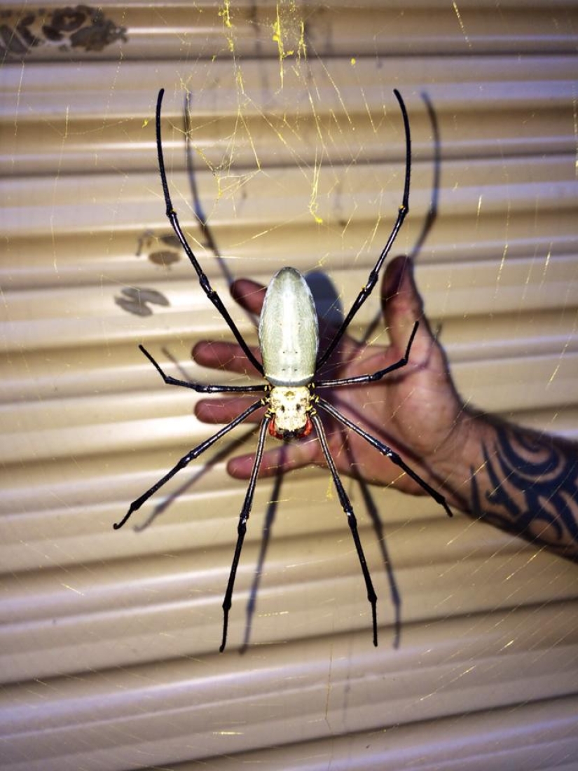 Mientras tanto en Australia blocked una araña gigante bloqueó la entrada al patio
