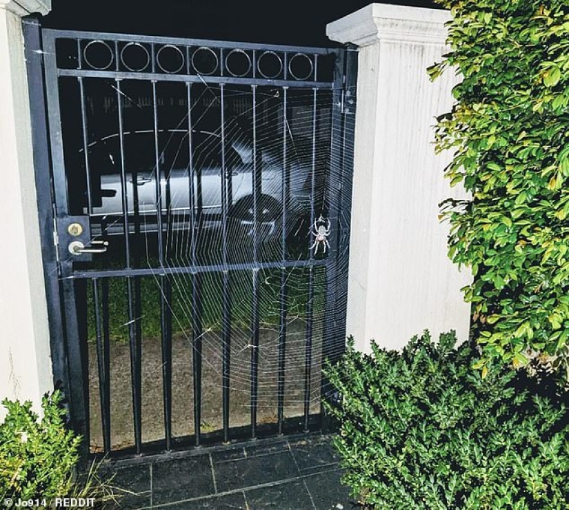Mientras tanto en Australia blocked una araña gigante bloqueó la entrada al patio