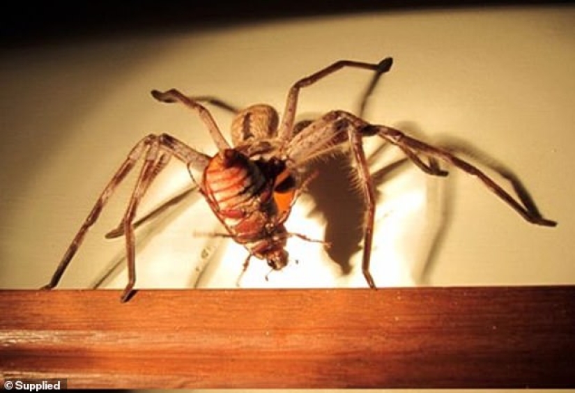 Mientras tanto en Australia blocked una araña gigante bloqueó la entrada al patio