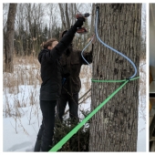Milk a tree, or How to collect maple juice for a delicious syrup Milk a tree, or How to collect maple juice for a delicious syrup