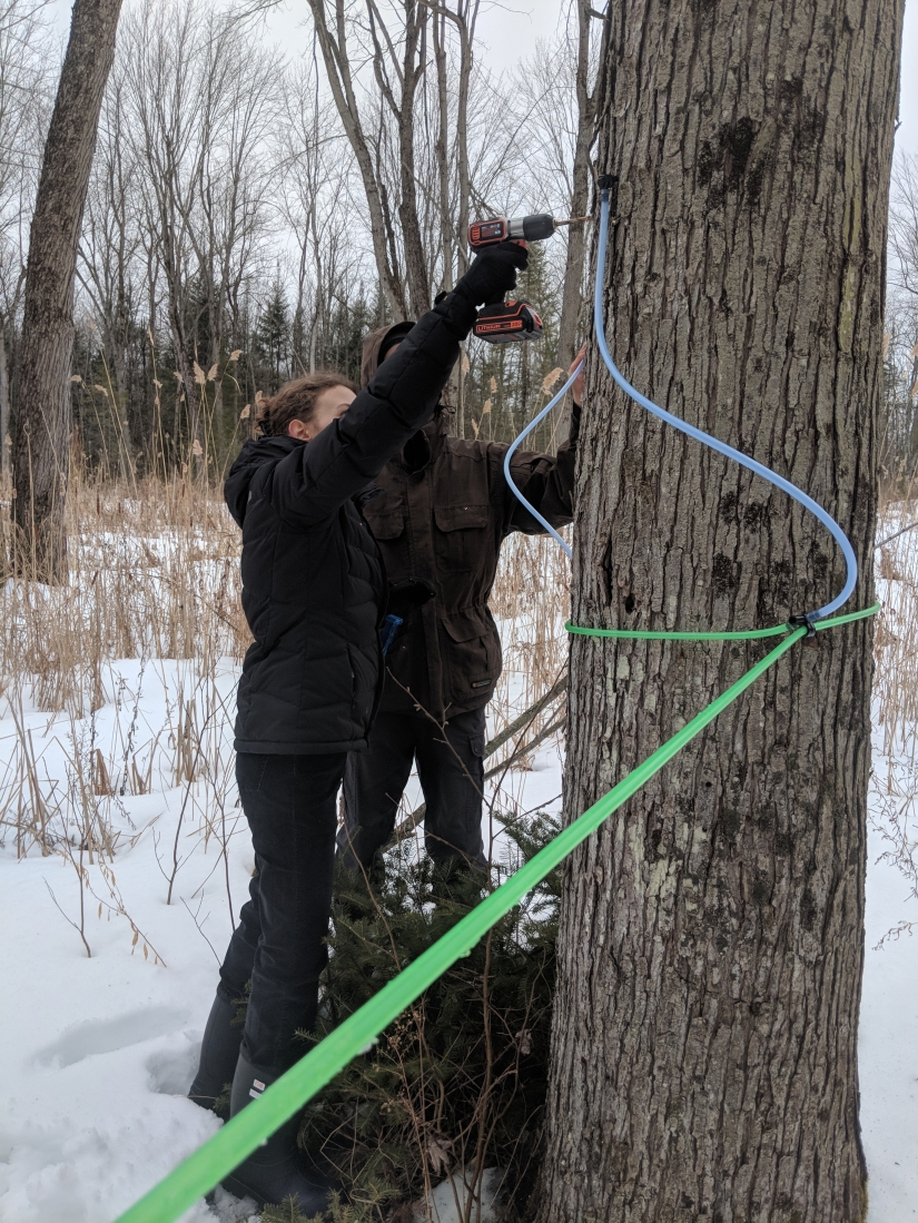 Milk a tree, or How to collect maple juice for a delicious syrup