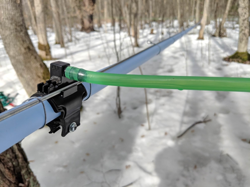 Milk a tree, or How to collect maple juice for a delicious syrup