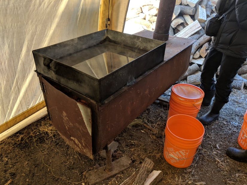 Milk a tree, or How to collect maple juice for a delicious syrup