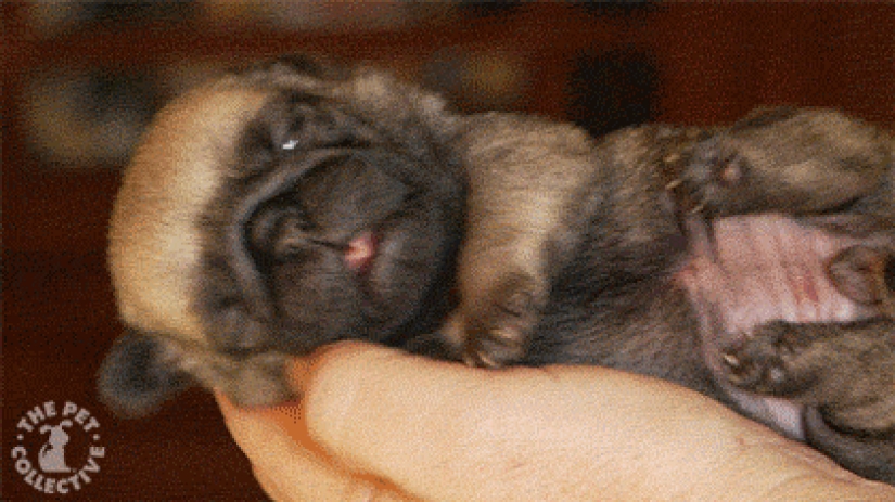 Mimicry of the day — 30 photos of puppies that will make your day happier