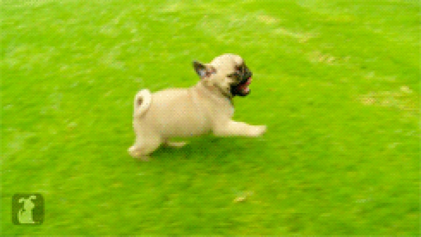 Mimicry of the day — 30 photos of puppies that will make your day happier