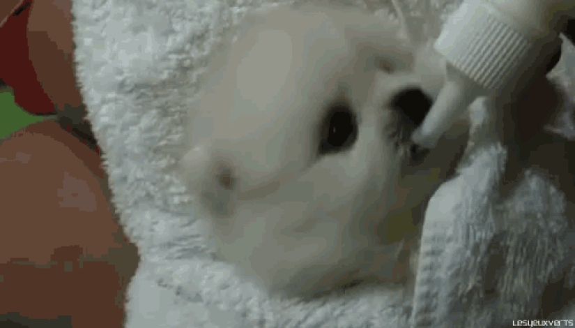 Mimicry of the day — 30 photos of puppies that will make your day happier