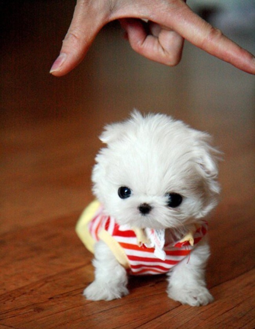 Mimicry of the day — 30 photos of puppies that will make your day happier