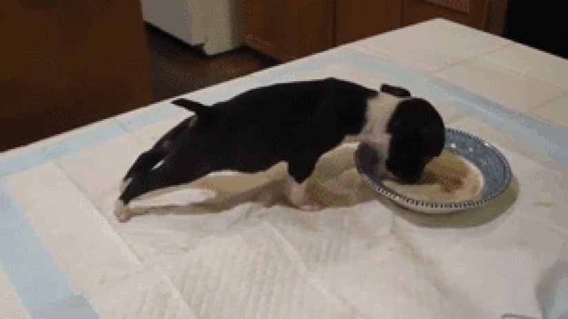 Mimicry of the day — 30 photos of puppies that will make your day happier