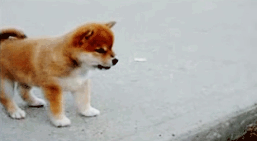 Mimicry of the day — 30 photos of puppies that will make your day happier