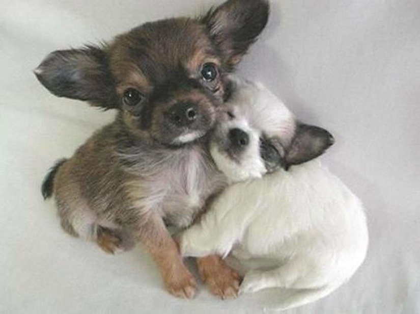 Mimicry of the day — 30 photos of puppies that will make your day happier