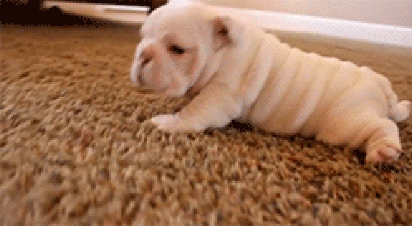 Mimicry of the day — 30 photos of puppies that will make your day happier