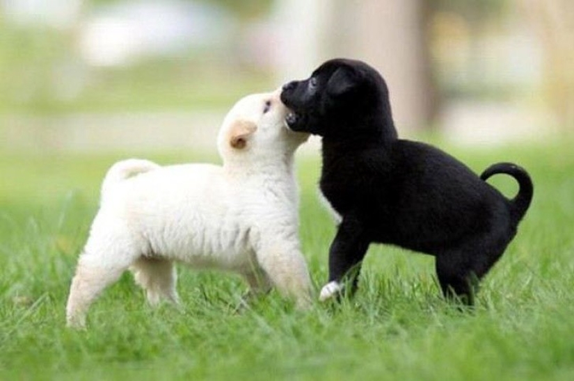 Mimicry of the day — 30 photos of puppies that will make your day happier