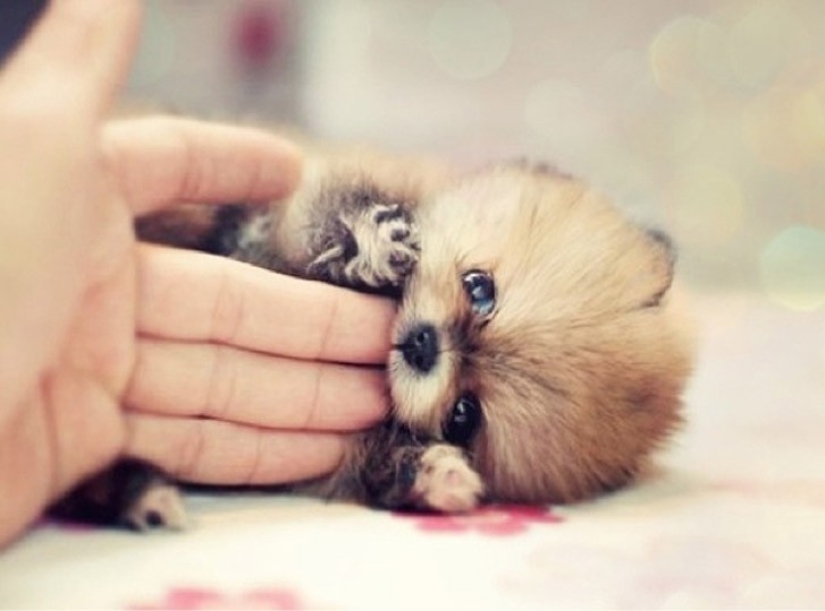 Mimicry of the day — 30 photos of puppies that will make your day happier