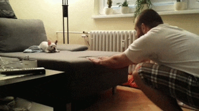 Mimicry of the day — 30 photos of puppies that will make your day happier