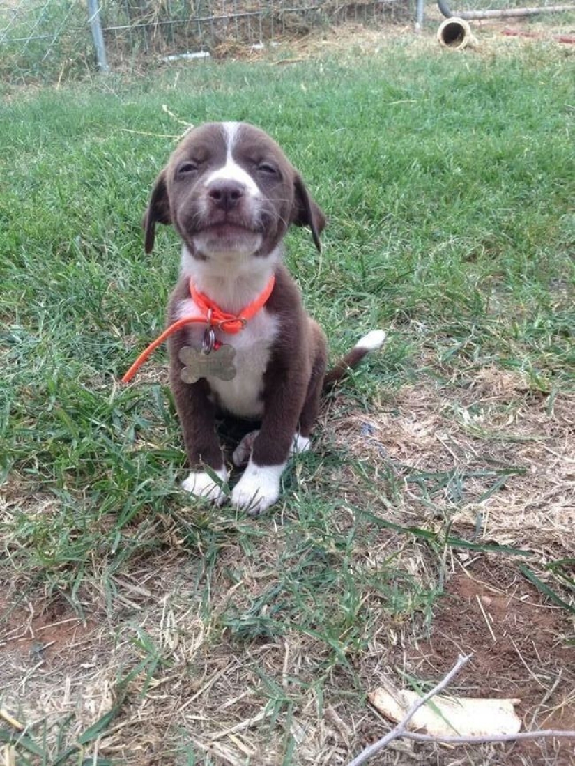 Mimicry of the day — 30 photos of puppies that will make your day happier