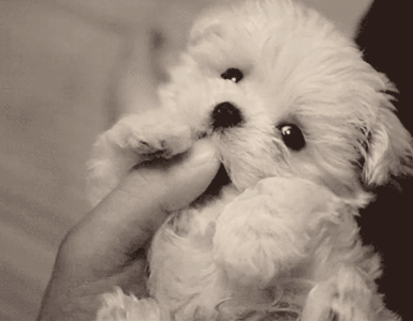 Mimicry of the day — 30 photos of puppies that will make your day happier