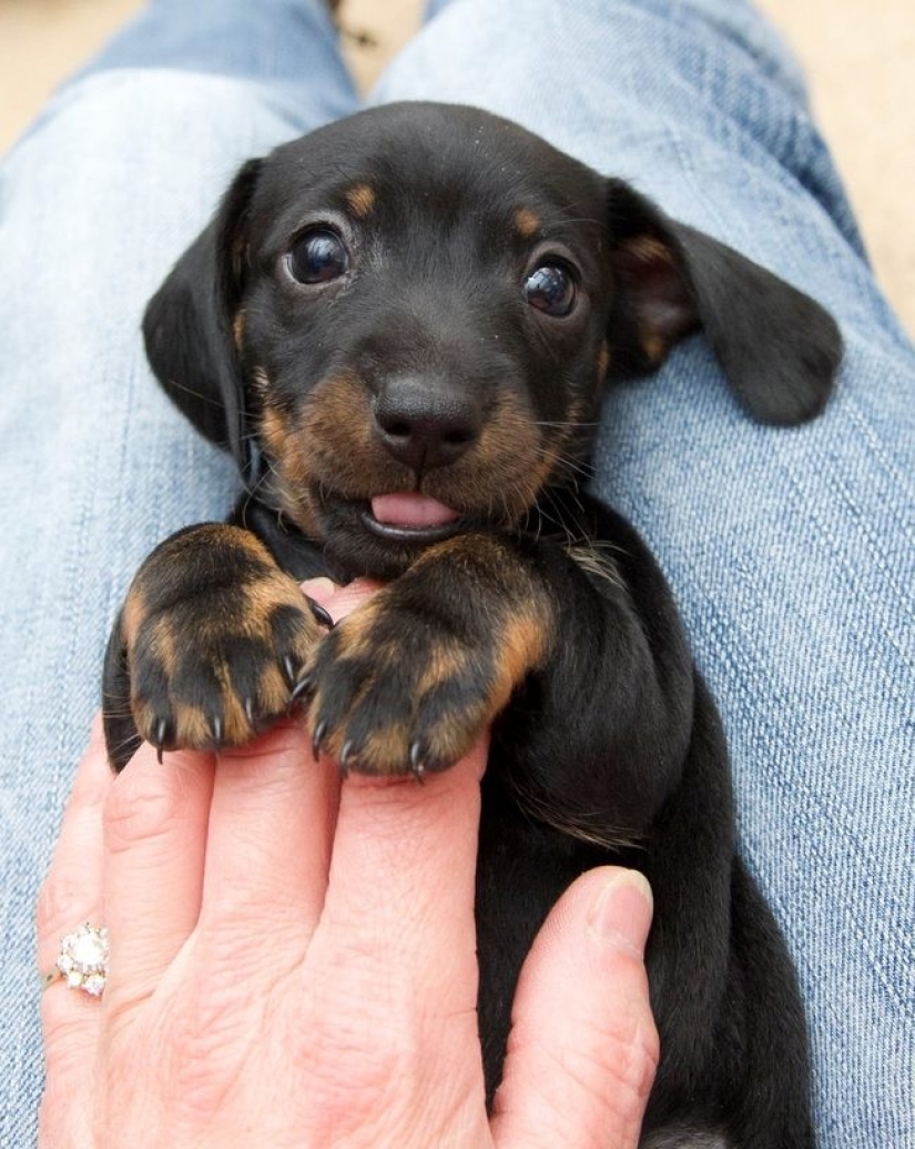 Mimicry of the day — 30 photos of puppies that will make your day happier