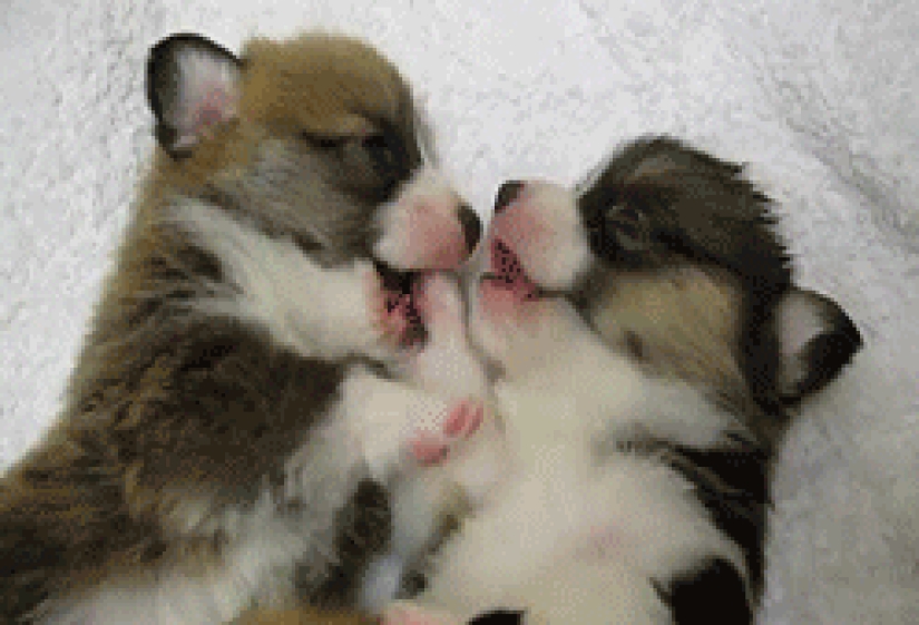 Mimicry of the day — 30 photos of puppies that will make your day happier
