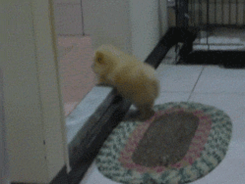 Mimicry of the day — 30 photos of puppies that will make your day happier