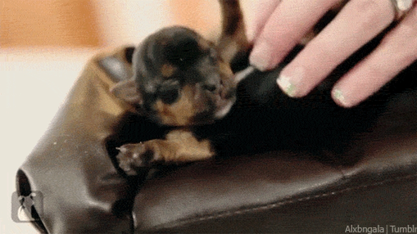 Mimicry of the day — 30 photos of puppies that will make your day happier