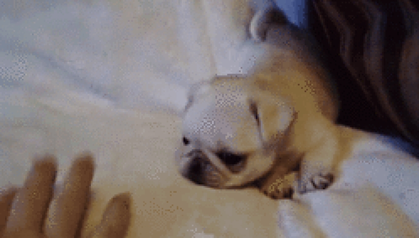 Mimicry of the day — 30 photos of puppies that will make your day happier
