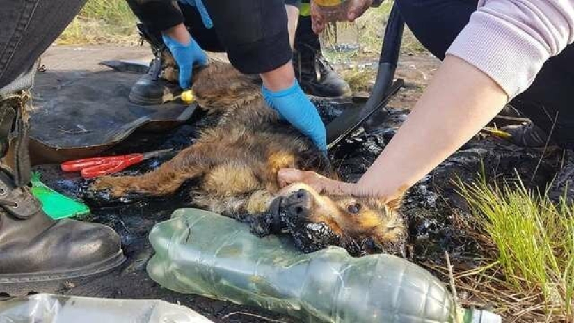 Miraculous rescue of a dog from a tar trap Miraculous rescue of a dog from a tar trap