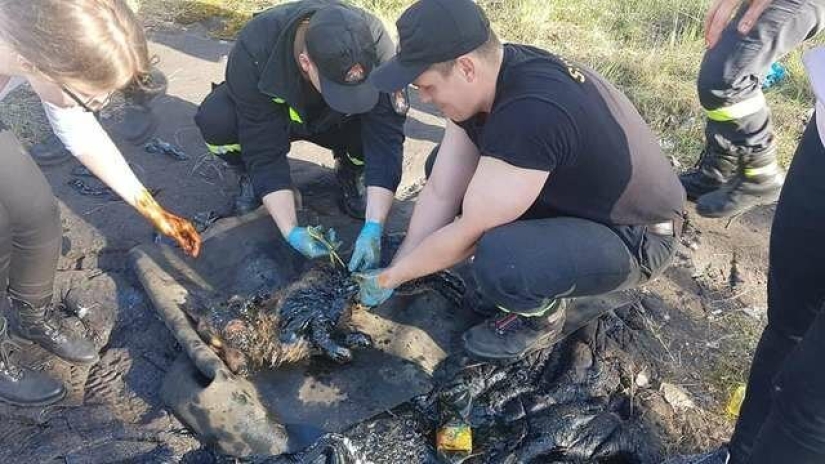 Miraculous rescue of a dog from a tar trap Miraculous rescue of a dog from a tar trap