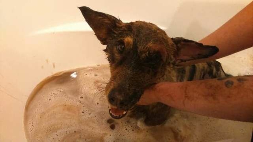 Miraculous rescue of a dog from a tar trap Miraculous rescue of a dog from a tar trap