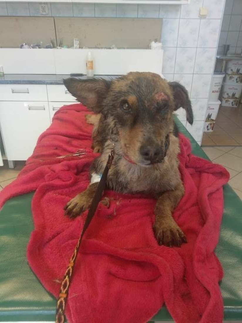 Miraculous rescue of a dog from a tar trap Miraculous rescue of a dog from a tar trap