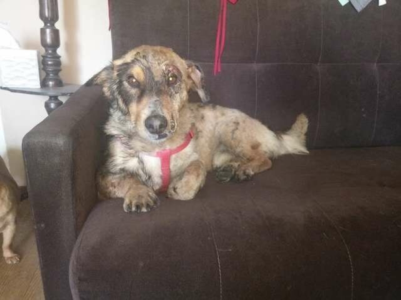 Miraculous rescue of a dog from a tar trap Miraculous rescue of a dog from a tar trap