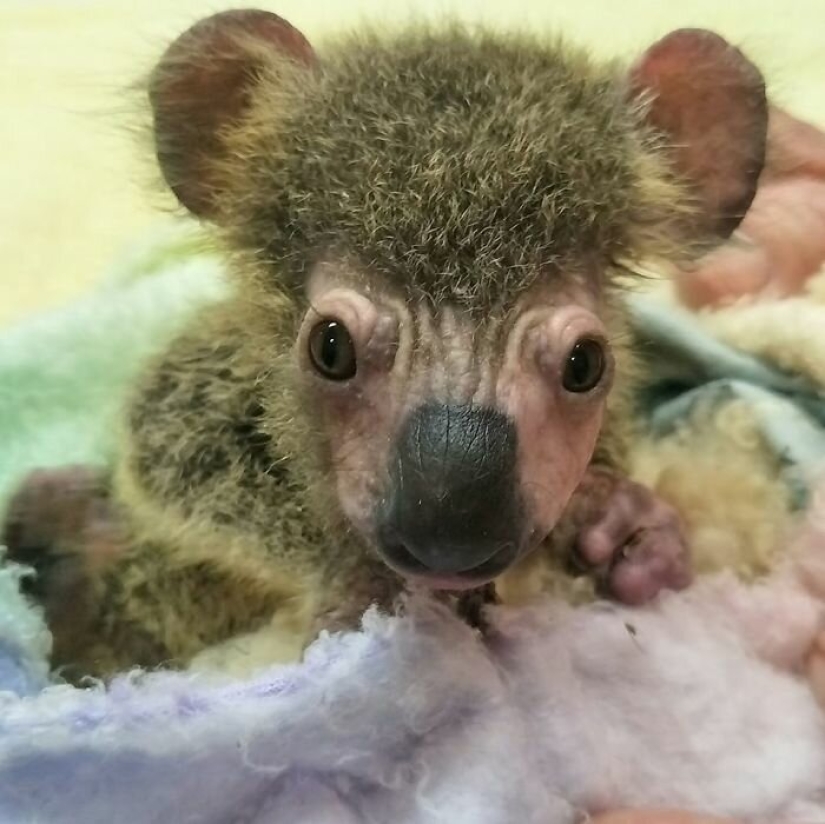 Miraculous transformation of baby koala rescued from Australian fires