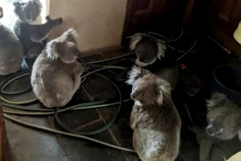 Miraculous transformation of baby koala rescued from Australian fires